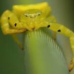 Yellow Crab Spider (Thomisus spectabilis), Brisbane QLD © Stefan Jones