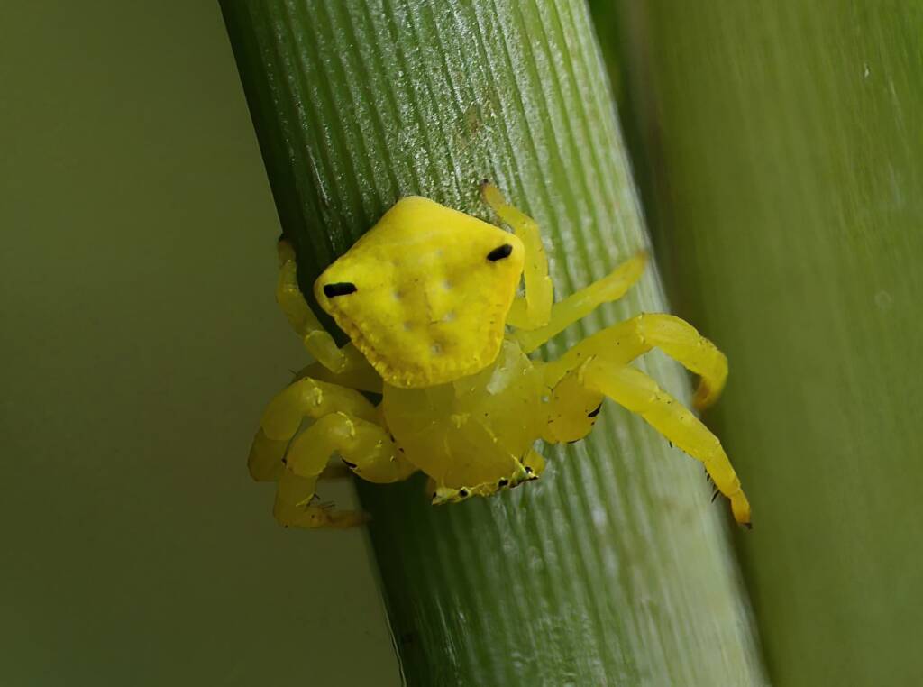Yellow Crab Spider (Thomisus spectabilis), Brisbane QLD © Stefan Jones