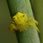 Yellow Crab Spider (Thomisus spectabilis), Brisbane QLD © Stefan Jones