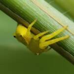 Yellow Crab Spider (Thomisus spectabilis), Brisbane QLD © Stefan Jones