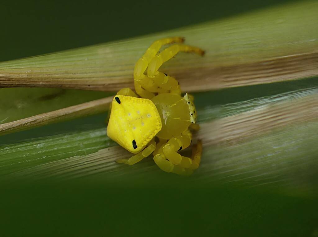 Yellow Crab Spider (Thomisus spectabilis), Brisbane QLD © Stefan Jones