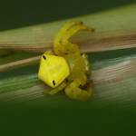 Yellow Crab Spider (Thomisus spectabilis), Brisbane QLD © Stefan Jones