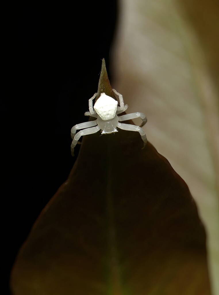 White Crab Spider (Thomisus spectabilis), Brisbane QLD © Stefan Jones