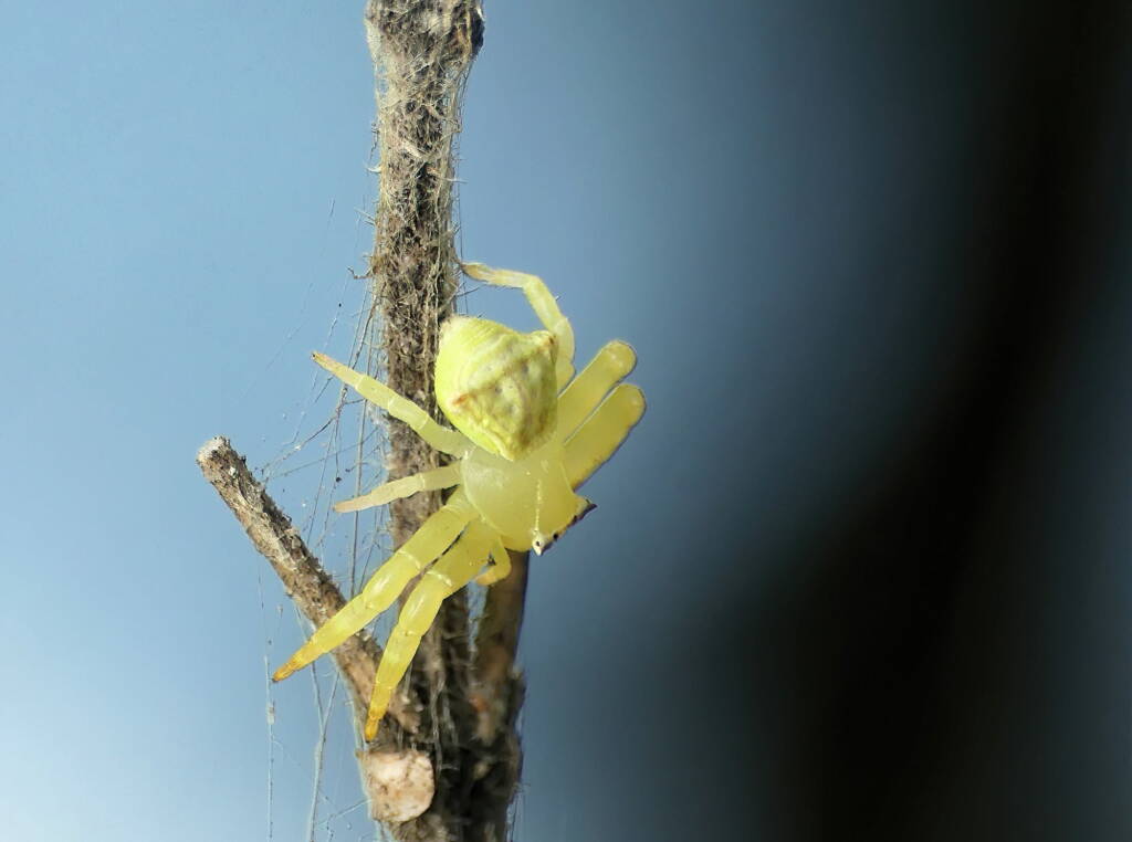 White Crab Spider (Thomisus spectabilis), Brisbane QLD © Stefan Jones