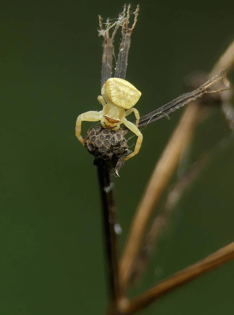 White Crab Spider (Thomisus spectabilis), Brisbane QLD © Stefan Jones