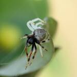 White Crab Spider (Thomisus spectabilis) with prey Mangrovia albida, Brisbane QLD © Stefan Jones
