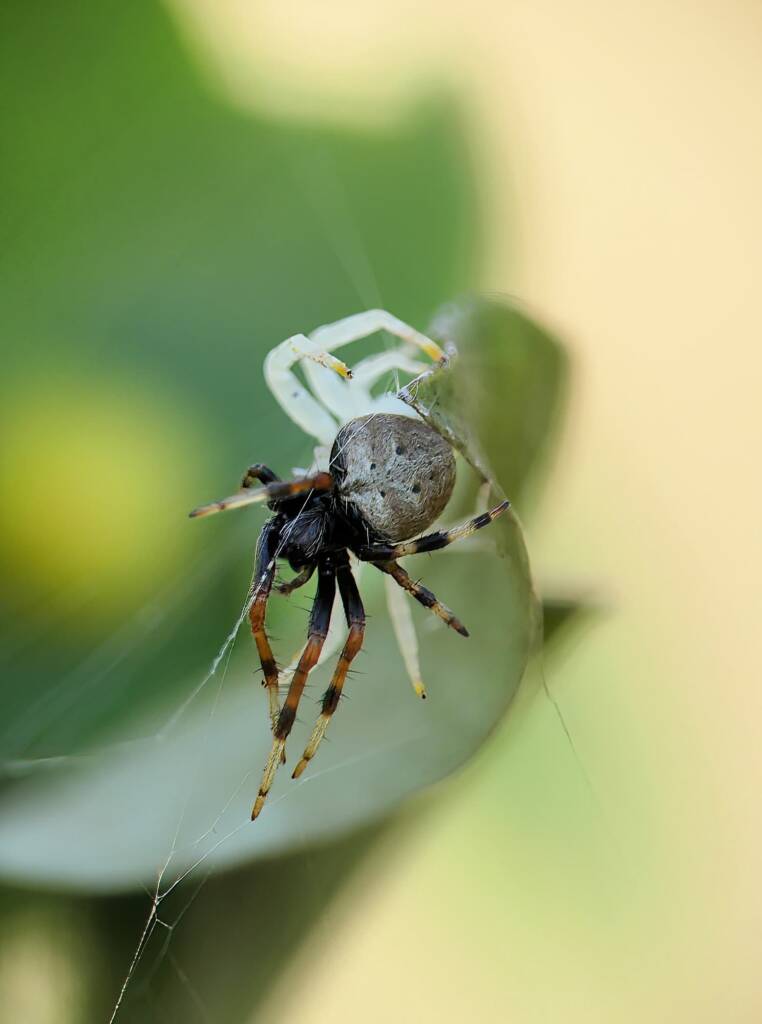 White Crab Spider (Thomisus spectabilis) with prey Mangrovia albida, Brisbane QLD © Stefan Jones