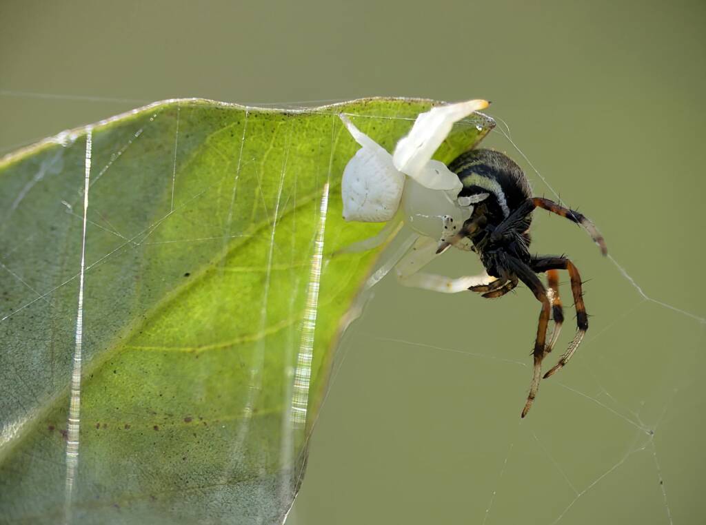 White Crab Spider (Thomisus spectabilis) with prey Mangrovia albida, Brisbane QLD © Stefan Jones