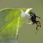 White Crab Spider (Thomisus spectabilis) with prey Mangrovia albida, Brisbane QLD © Stefan Jones