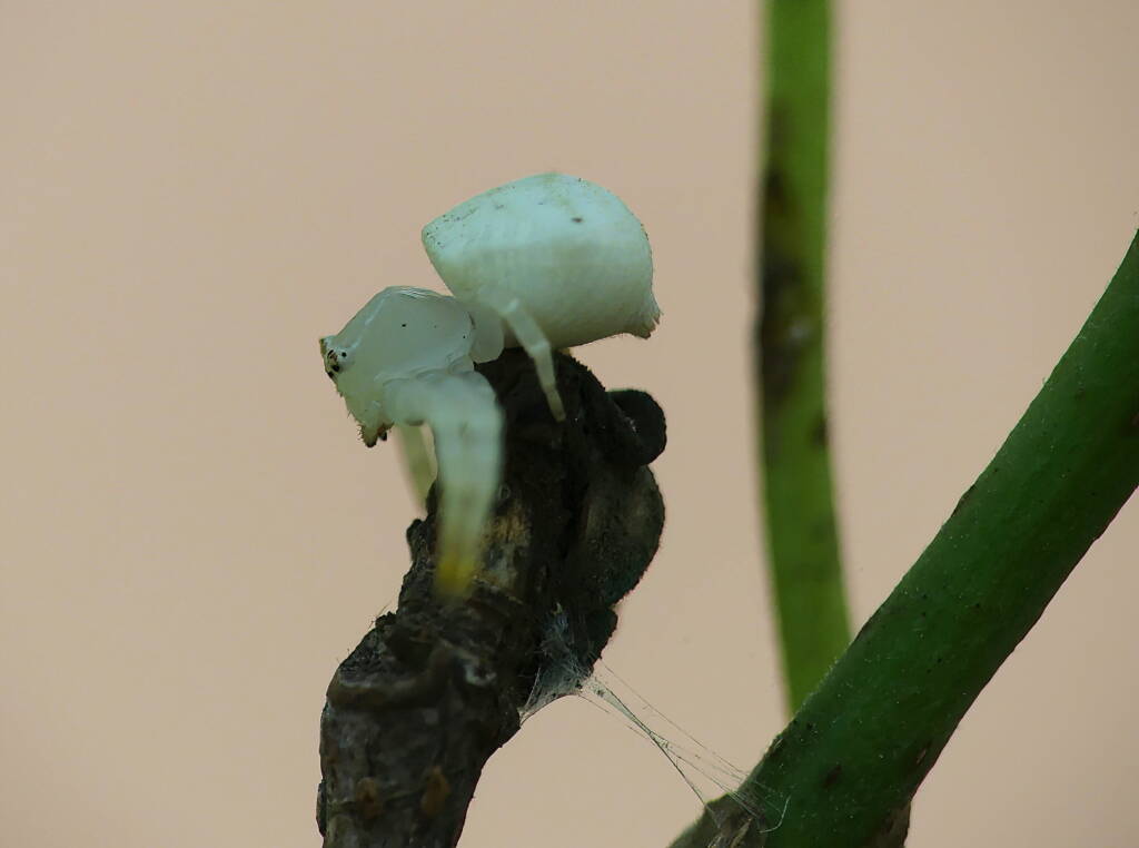 White Crab Spider (Thomisus spectabilis), Brisbane QLD © Stefan Jones