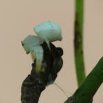 White Crab Spider (Thomisus spectabilis), Brisbane QLD © Stefan Jones