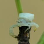 White Crab Spider (Thomisus spectabilis), Brisbane QLD © Stefan Jones