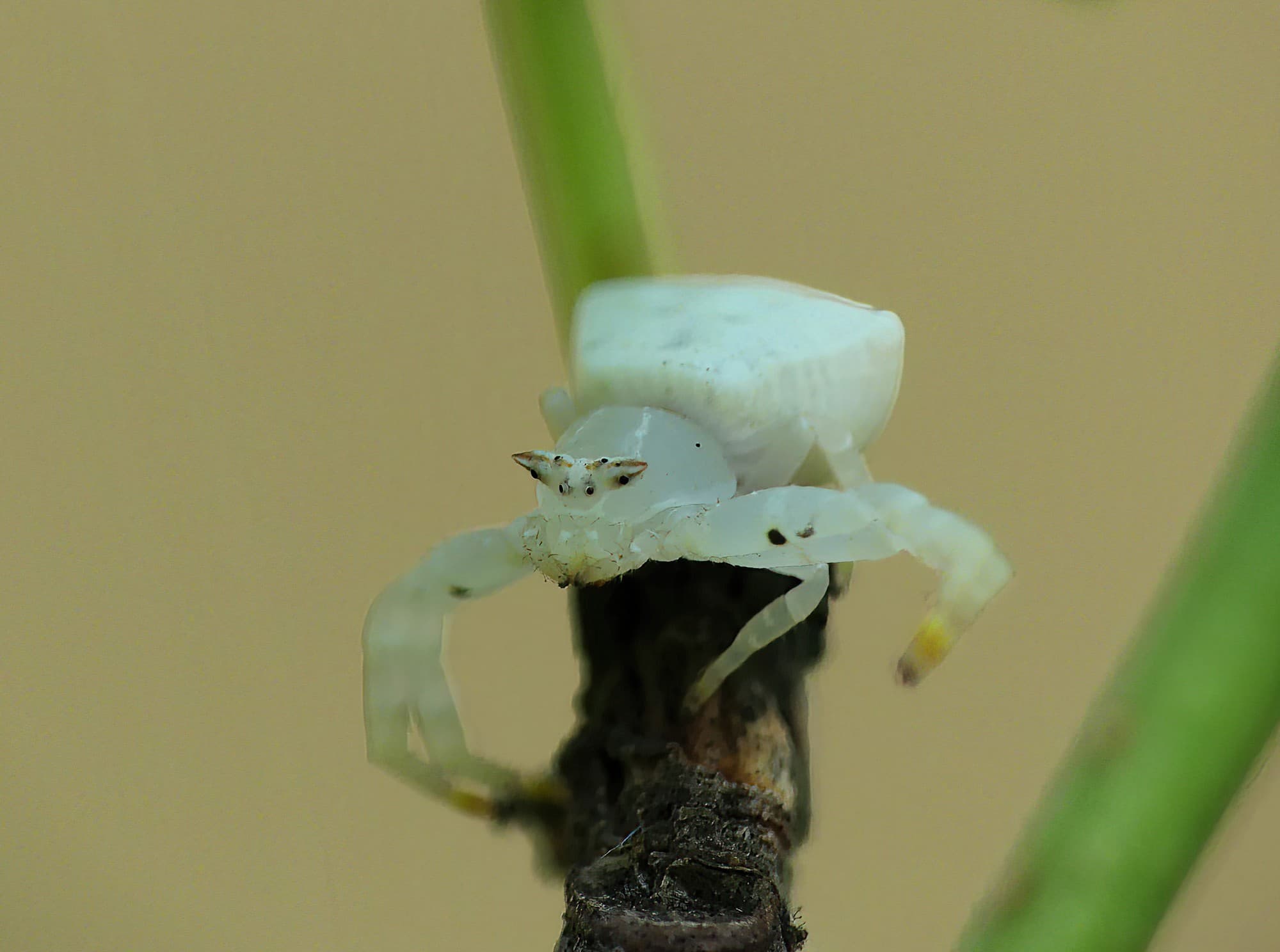 White Crab Spider (Thomisus spectabilis), Brisbane QLD © Stefan Jones