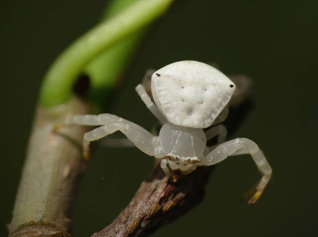 White Crab Spider (Thomisus spectabilis), Brisbane QLD © Stefan Jones