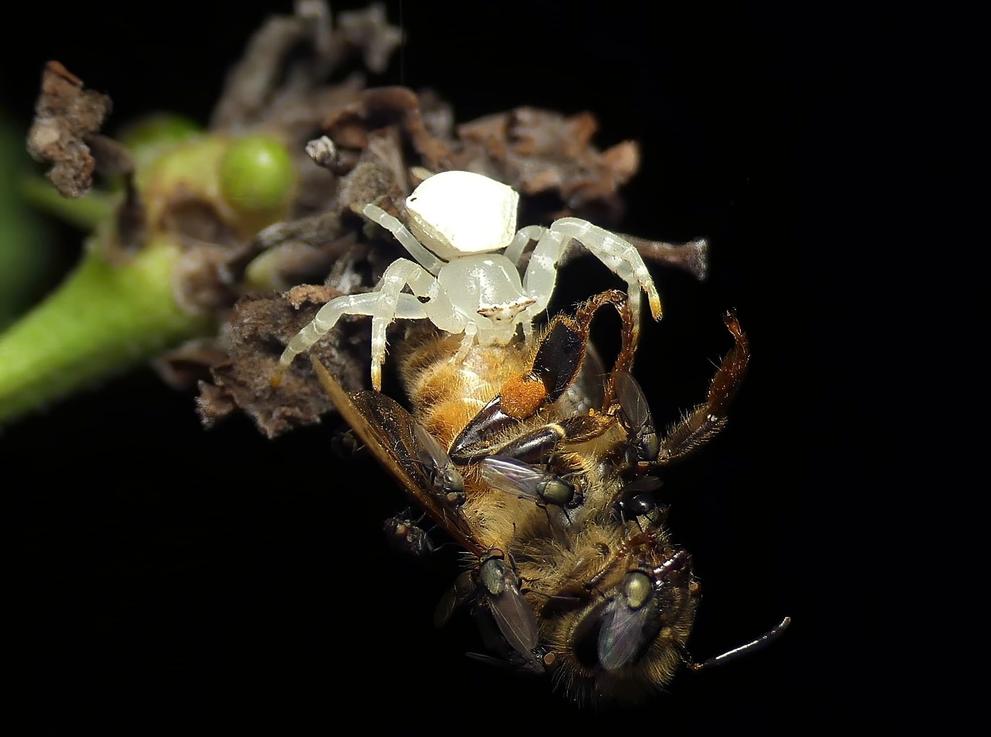 White Crab Spider (Thomisus spectabilis) with European Honey Bee (Apis mellifera), Brisbane QLD © Stefan Jones