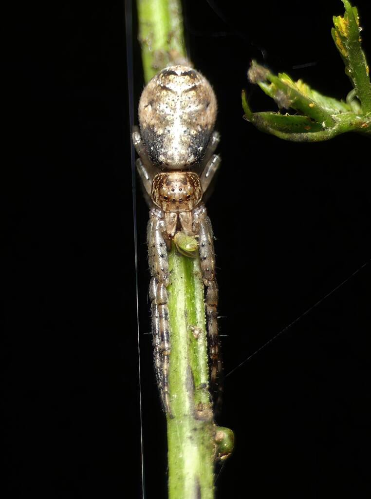 Grey Tmarus (Tmarus cinerasceus), Brisbane QLD © Stefan Jones