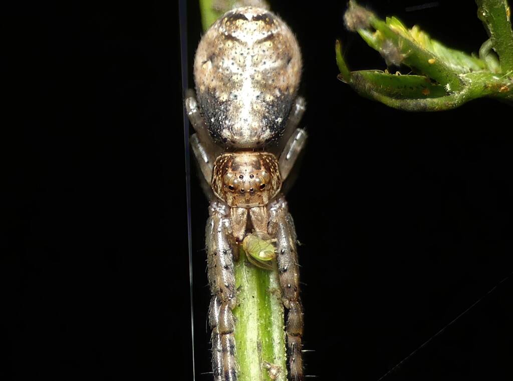 Grey Tmarus (Tmarus cinerasceus), Brisbane QLD © Stefan Jones