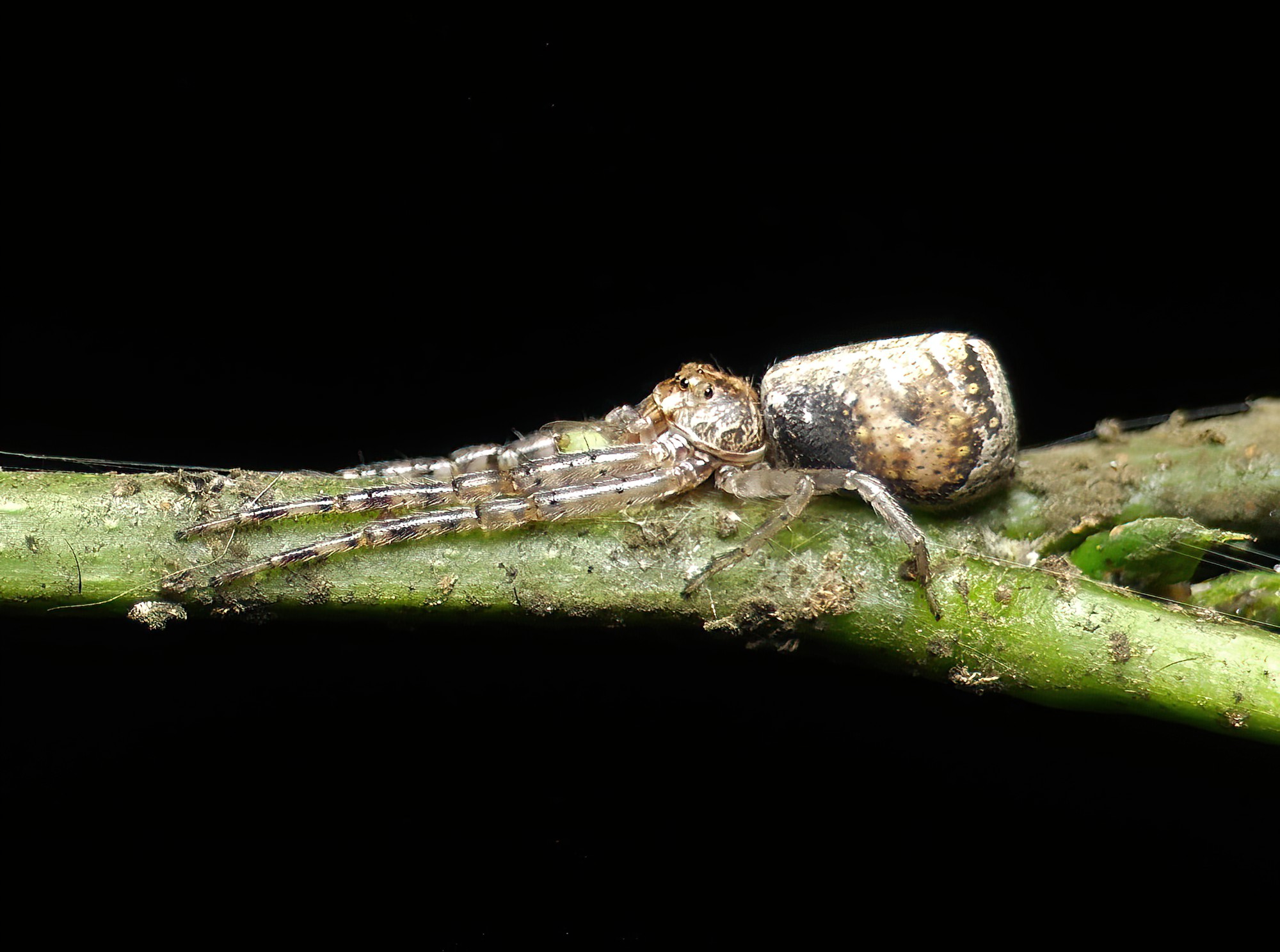 Grey Tmarus (Tmarus cinerasceus), Brisbane QLD © Stefan Jones