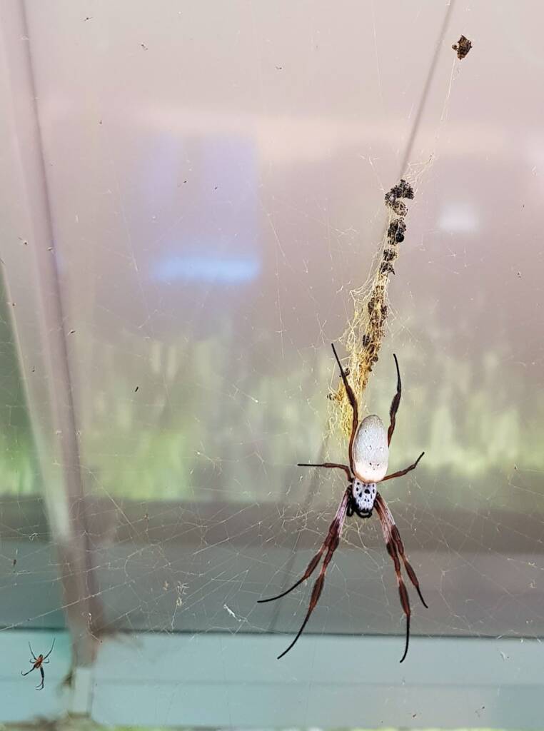 Lizard tail now gone (most likely consaumed) by theGolden Orb Weaver Spider (Trichonephila edulis)