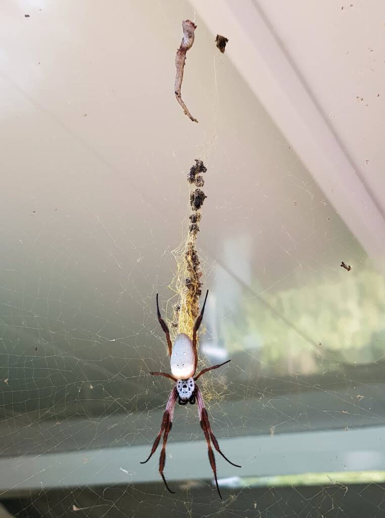 Tail of a lizard moved up the Golden Orb Weaver Spider (Trichonephila edulis) food pantry line in the web