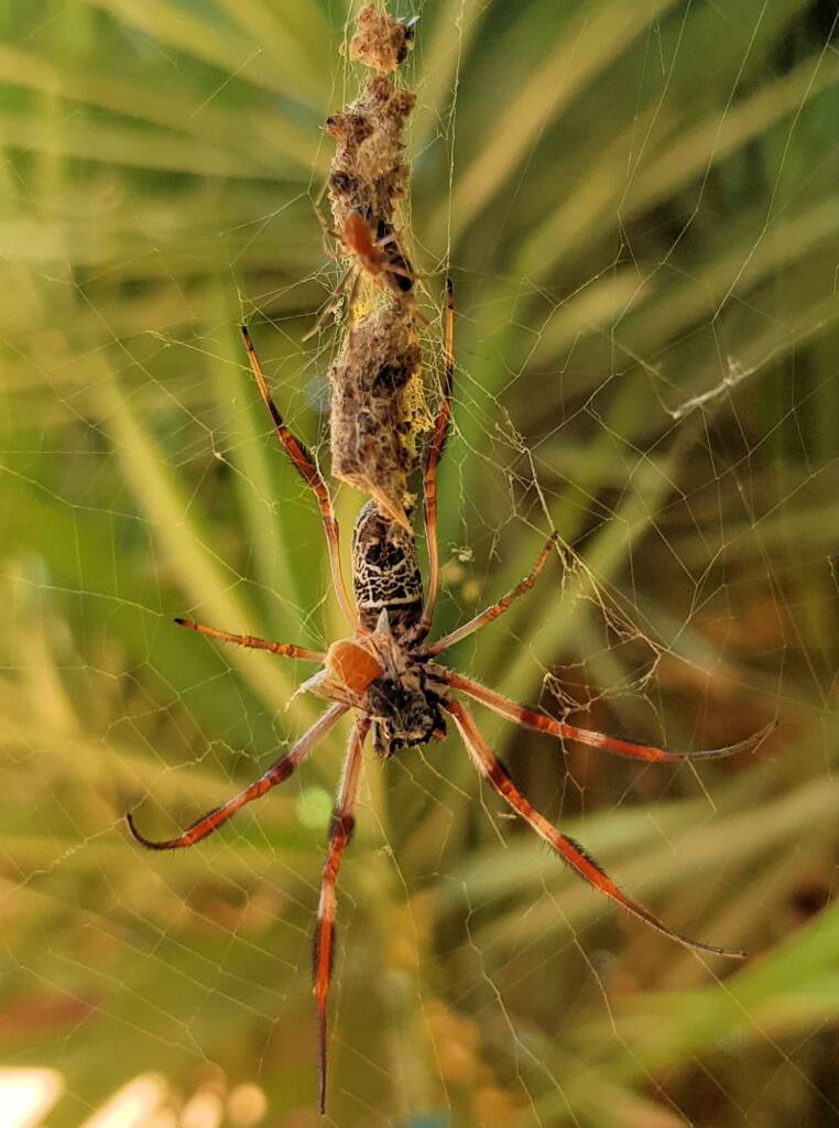 Trichonephila edulis with prey, Megachile (Rhodomegachile) deanii, Alice Springs NT