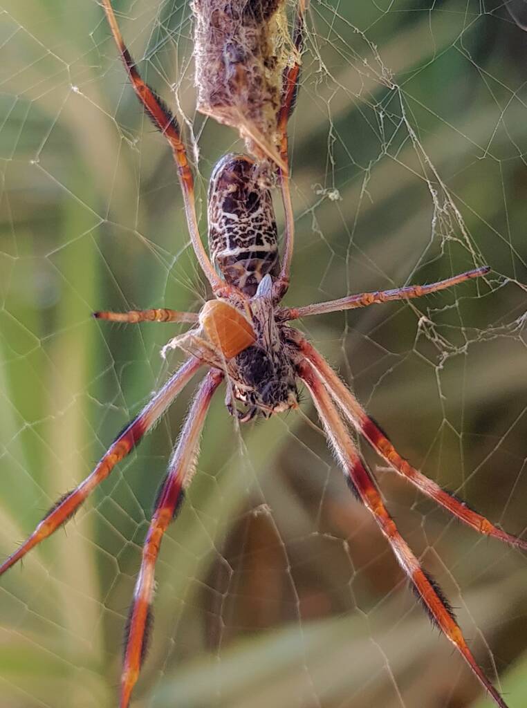 Trichonephila edulis with prey, Megachile (Rhodomegachile) deanii, Alice Springs NT