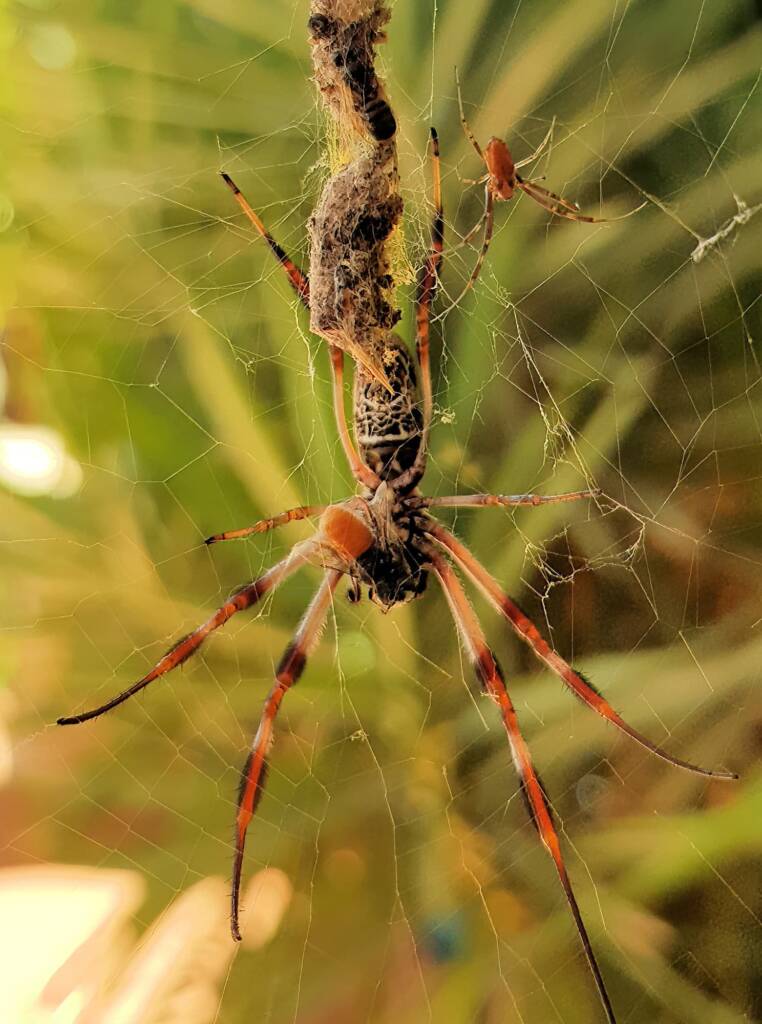 Trichonephila edulis with prey, Megachile (Rhodomegachile) deanii, Alice Springs NT