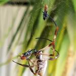 Australian Golden Orb Weaver Spider (Trichonephila edulis) with prey (fly), Alice Springs NT