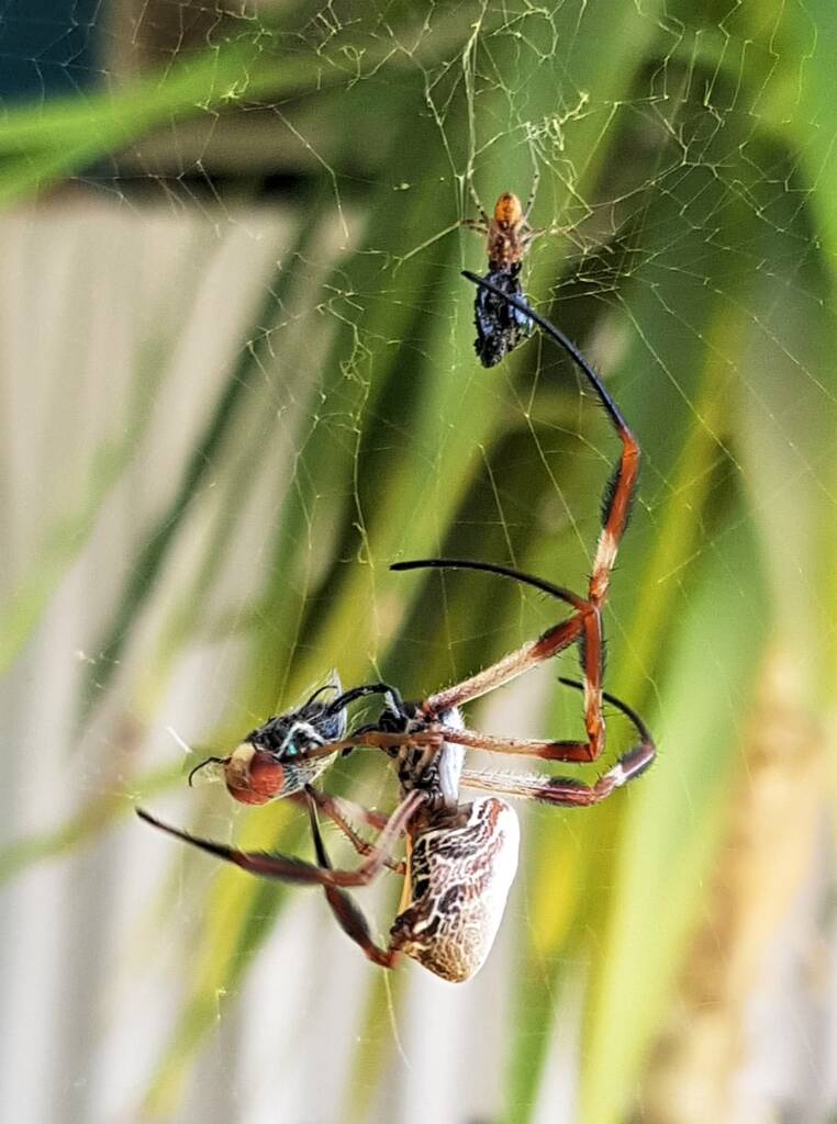 Australian Golden Orb Weaver Spider (Trichonephila edulis) with prey (fly), Alice Springs NT