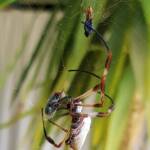 Australian Golden Orb Weaver Spider (Trichonephila edulis) with prey (fly), Alice Springs NT
