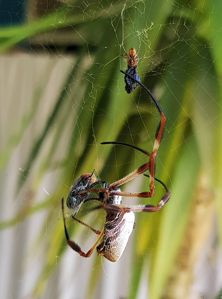 Australian Golden Orb Weaver Spider (Trichonephila edulis) with prey (fly), Alice Springs NT