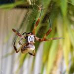 Australian Golden Orb Weaver Spider (Trichonephila edulis) with prey (fly), Alice Springs NT