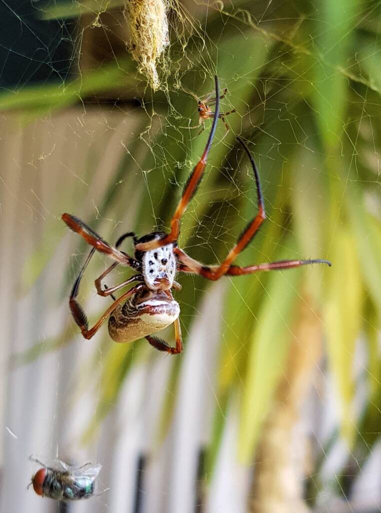 Australian Golden Orb Weaver Spider (Trichonephila edulis) with prey (fly), Alice Springs NT