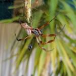 Australian Golden Orb Weaver Spider (Trichonephila edulis) with prey (fly), Alice Springs NT