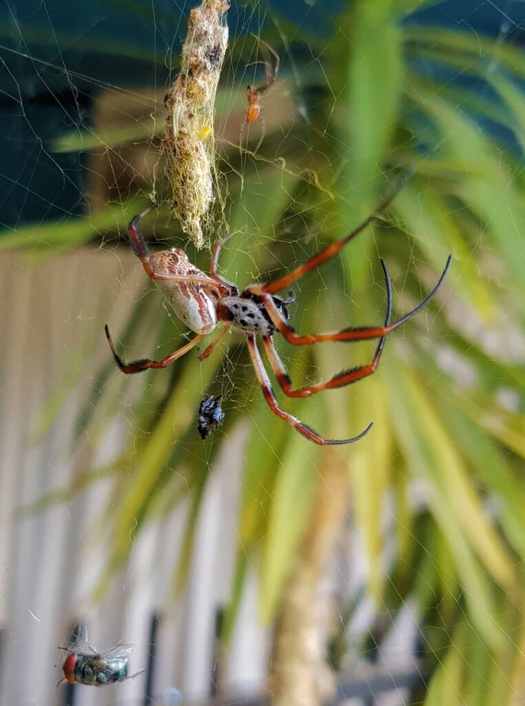 Australian Golden Orb Weaver Spider (Trichonephila edulis) with prey (fly), Alice Springs NT