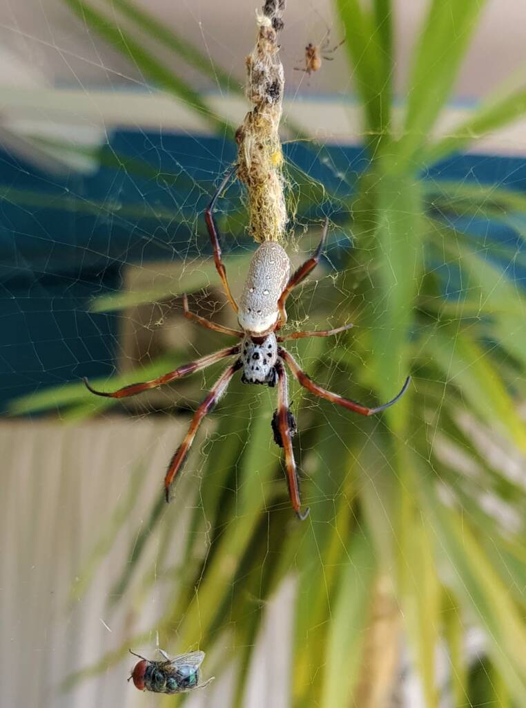 Australian Golden Orb Weaver Spider (Trichonephila edulis) with prey (fly), Alice Springs NT