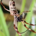 Australian Golden Orb Weaver Spider (Trichonephila edulis) with prey (fly), Alice Springs NT