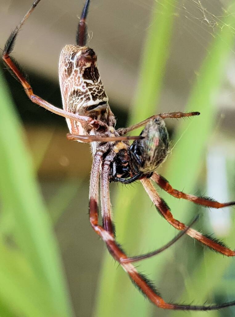 Australian Golden Orb Weaver Spider (Trichonephila edulis) with prey (fly), Alice Springs NT