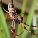 Australian Golden Orb Weaver Spider (Trichonephila edulis) with prey (fly), Alice Springs NT