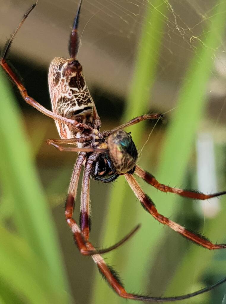 Australian Golden Orb Weaver Spider (Trichonephila edulis) with prey (fly), Alice Springs NT