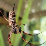 Australian Golden Orb Weaver Spider (Trichonephila edulis) with prey (fly), Alice Springs NT