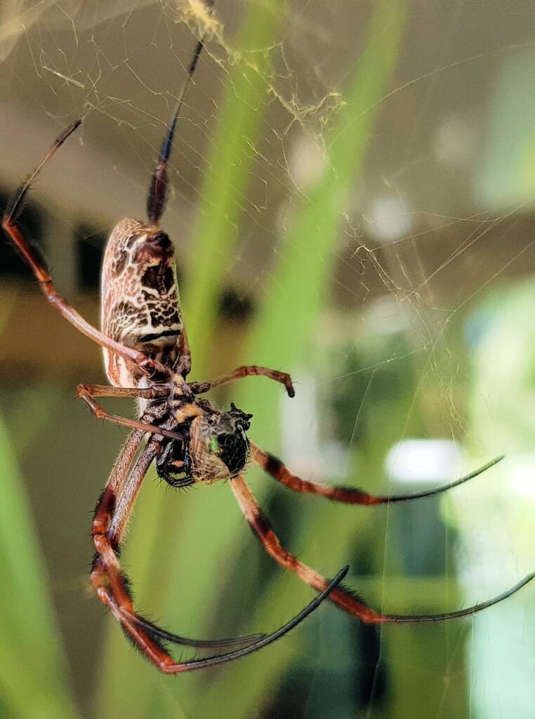 Australian Golden Orb Weaver Spider (Trichonephila edulis) with prey (fly), Alice Springs NT