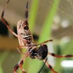 Australian Golden Orb Weaver Spider (Trichonephila edulis) with prey (fly), Alice Springs NT