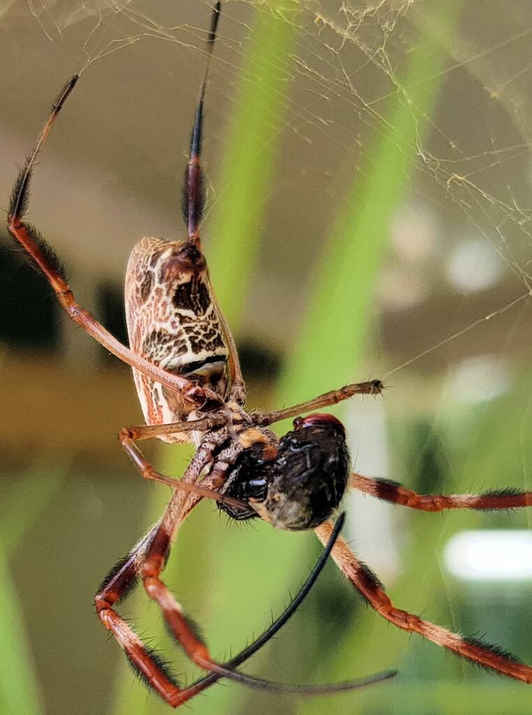 Australian Golden Orb Weaver Spider (Trichonephila edulis) with prey (fly), Alice Springs NT