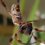 Australian Golden Orb Weaver Spider (Trichonephila edulis) with prey (fly), Alice Springs NT
