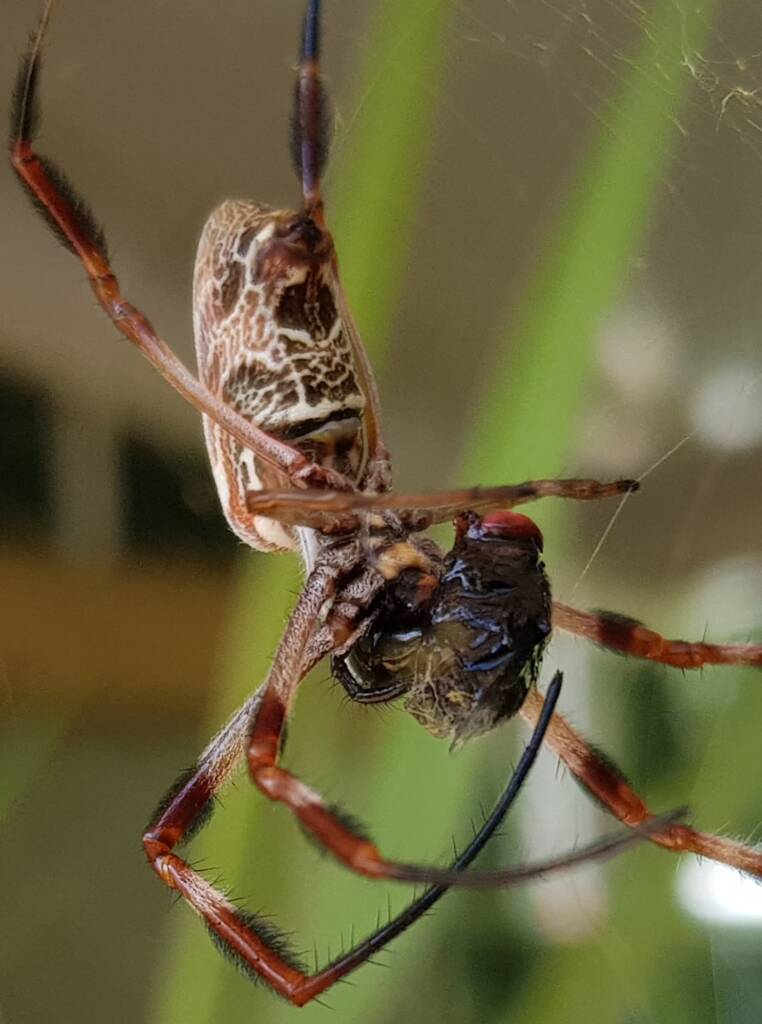 Australian Golden Orb Weaver Spider (Trichonephila edulis) with prey (fly), Alice Springs NT