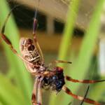Australian Golden Orb Weaver Spider (Trichonephila edulis) with prey (fly), Alice Springs NT