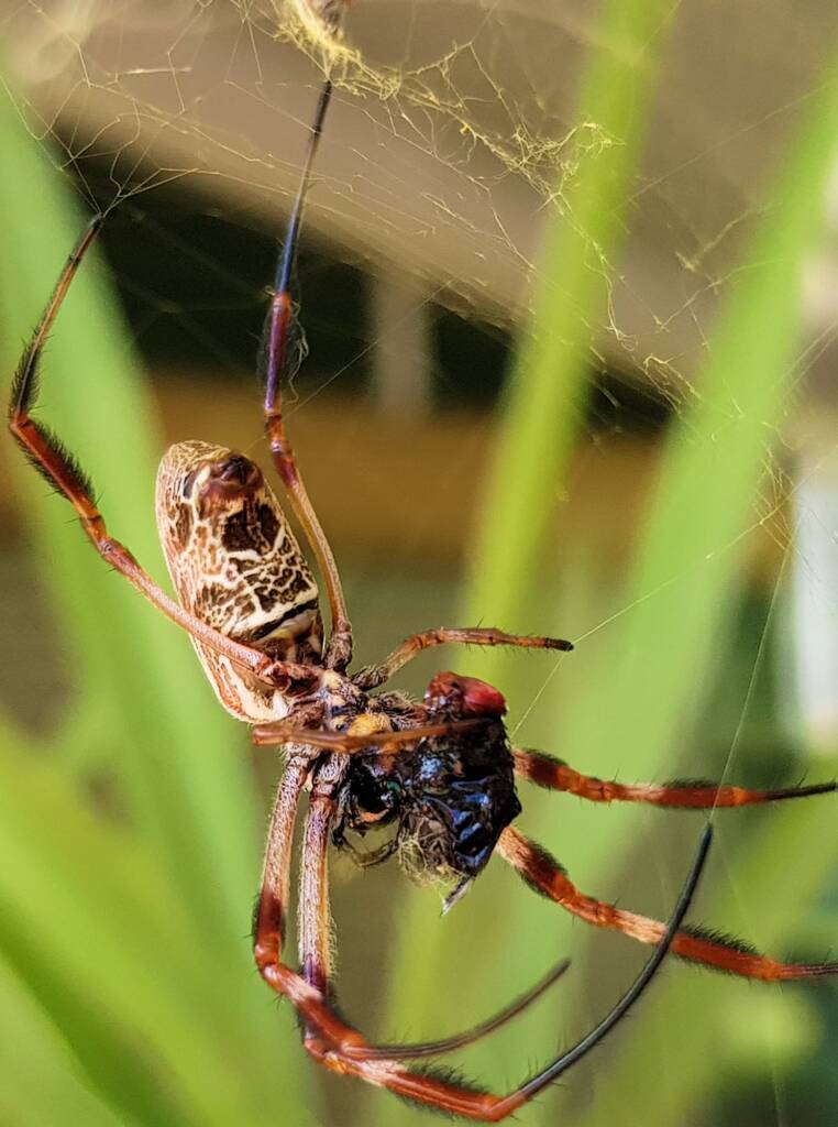 Australian Golden Orb Weaver Spider (Trichonephila edulis) with prey (fly), Alice Springs NT