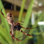 Australian Golden Orb Weaver Spider (Trichonephila edulis) with prey (fly), Alice Springs NT
