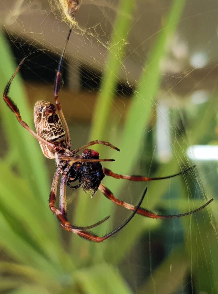 Australian Golden Orb Weaver Spider (Trichonephila edulis) with prey (fly), Alice Springs NT